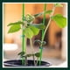 thumbnail image 4 of Planta Twist Beurs Vine Soporte Envolviendo Cuerda Al aire libre Plantación Tomate Sujeción String Hogar Jardinería ACCESORIOS Inevent HA047840-00B, 4 of 7