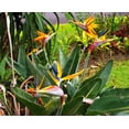 thumbnail image 2 of TomorrowSeeds - Birds of Paradise Seeds - 15+ Count - For 2026 Planting Strelitzia Reginae Orange, 2 of 10