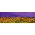 thumbnail image 1 of Field Coreopsis Flowers  Texas  USA Poster Print by  - 36 x 12, 1 of 1