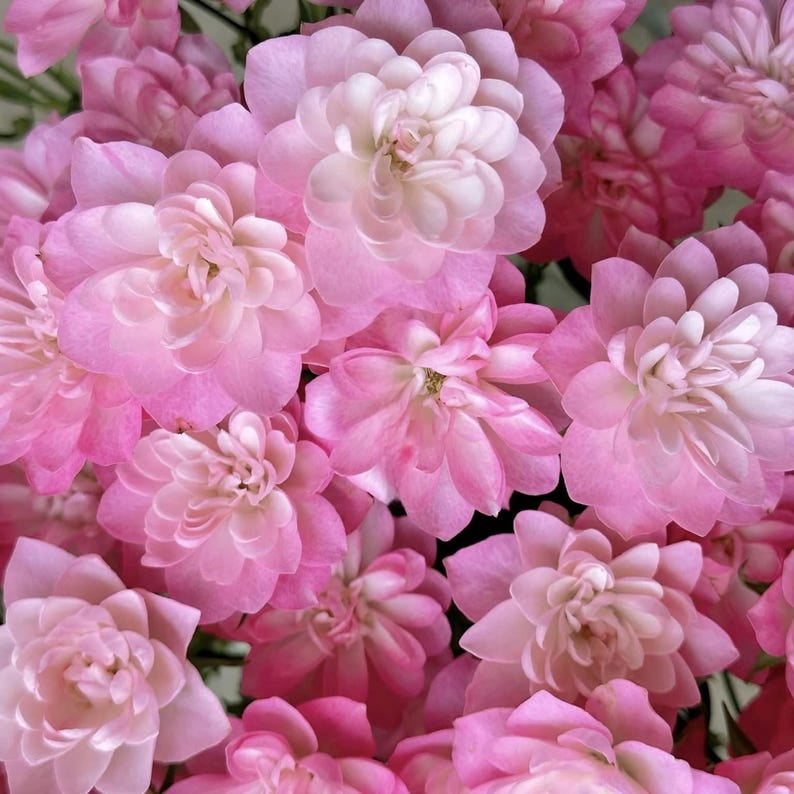 30 Seeds Lotus Star Rose - Perennial Authentic Non-GMO Flower Seeds for Garden Enthusiasts