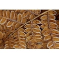thumbnail image 2 of Carlson, Mark 32x23 White Modern Wood Framed Museum Art Print Titled - USA, Michigan, Brachen fern section with frost, 2 of 4