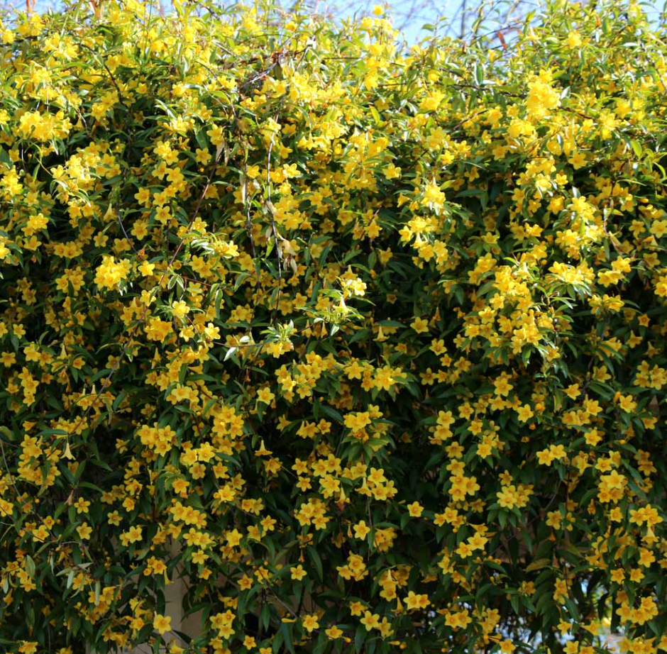 Carolina Jasmine Plant Live for Planting, Yellow Jasmine Climbing Vine Plant for Garden 4 to 6 Inc Tall