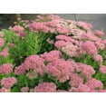 thumbnail image 2 of Sedum Autumn Joy Seeds - 100 Count, Perennial Succulent, Pink-Red Blooms, Zones 3-9, 2 of 5