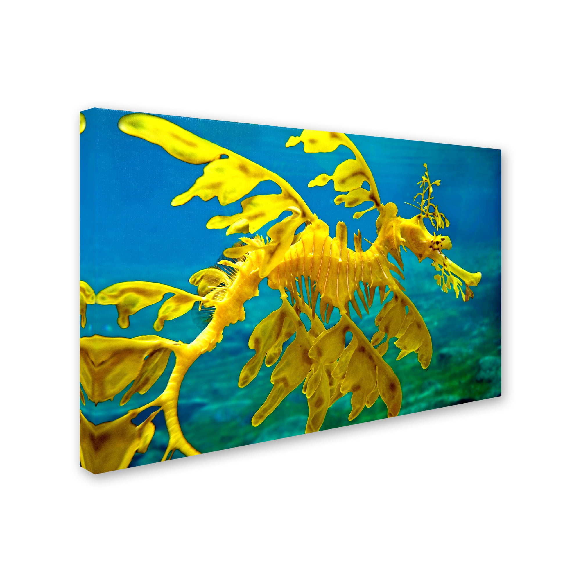 Sea Dragon' Canvas Art by Mike Jones Photo