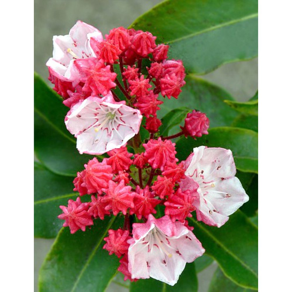 Olympic Fire Mountain Laurel Kalmia Very Hardy 2.5" Pot