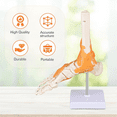thumbnail image 6 of Vibeat Human Foot Joint Model with Ligaments, Human Anatomy Model, Foot Skeleton Model, 6 of 7