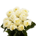 thumbnail image 3 of One Dozen Ivory Roses- Fresh Flower Delivery, 3 of 4