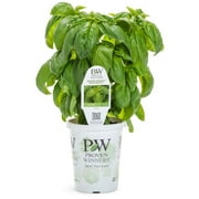 Proven Winner 1.56Pt Green Basil Live plants Sun