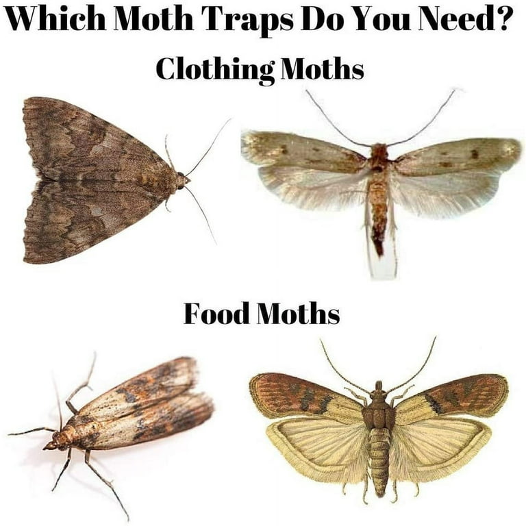  Moth Traps for House 4-Pack, Moth Traps Clothes, Clothes Moth  Trap, Clothing Moth Traps, Moth Indoor, Moth Treatment & Prevention with  Pheromones Prime, Moth Trap for Closets & Carpet 