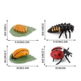 thumbnail image 3 of Fridja 4 Piece Insect Figure Ladybug Life Cycle Plastic Brood To Period, 3 of 6