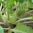 thumbnail image 3 of TomorrowSeeds - White Vienna Kohlrabi Seeds - 1000+ Count - For 2026 Planting Non-GMO Heirloom, 3 of 11