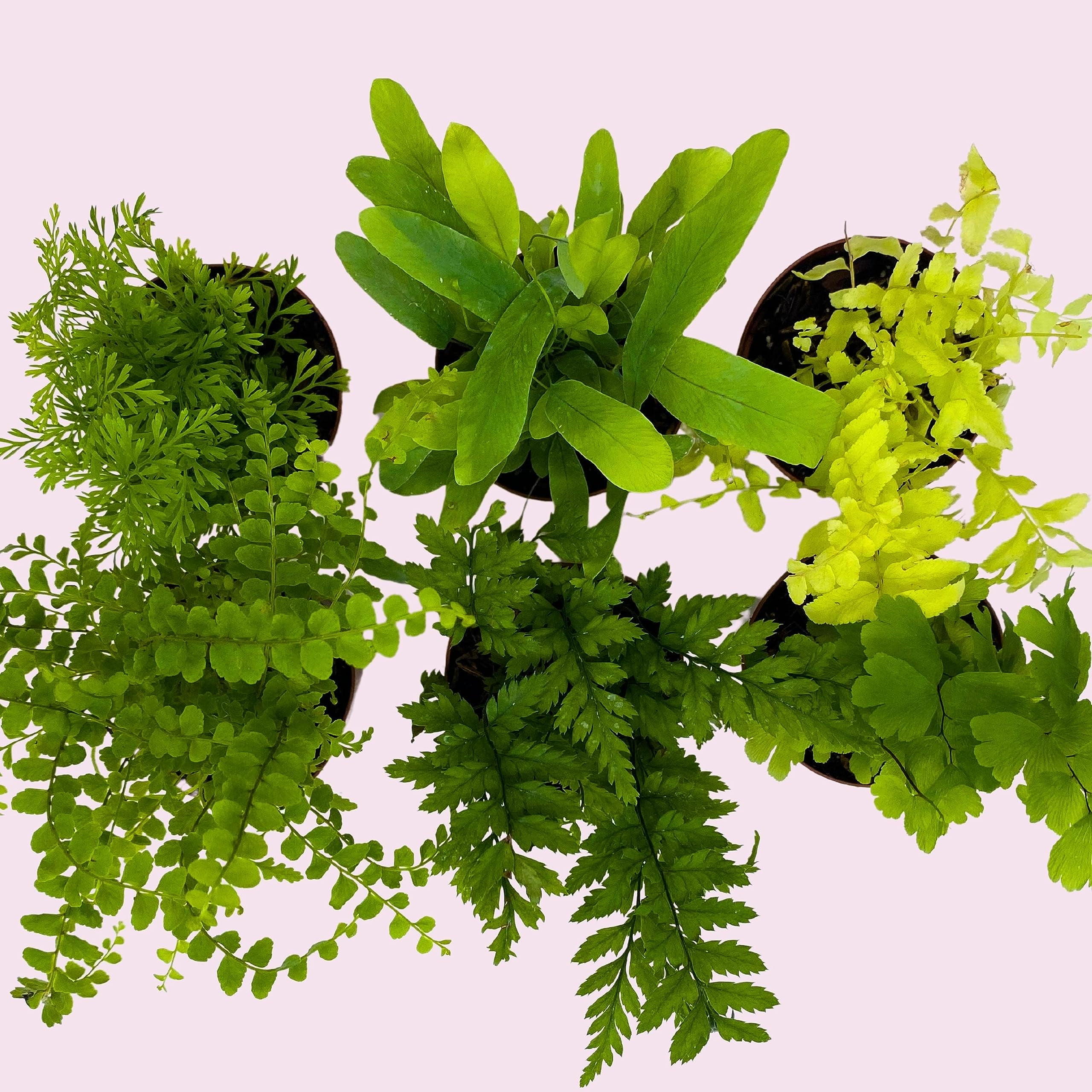 BubbleBlooms Fern Variety Assortment, 6 Different Plants, Variety Bundle- 2 Inch Pots