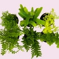 thumbnail image 4 of BubbleBlooms Fern Variety Assortment, 6 Different Plants, Variety Bundle- 2 Inch Pots, 4 of 9