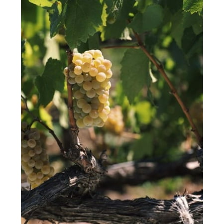 - Chardonnay grapes in vineyard Carneros Region California USA Poster Print by Panoramic Images (30 x 36)