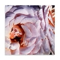thumbnail image 2 of Gango Home Decor Pink Roses by Alan Hausenflock (Printed on Paper); One 24x24in Fine Art Paper Giclee Print, 2 of 4