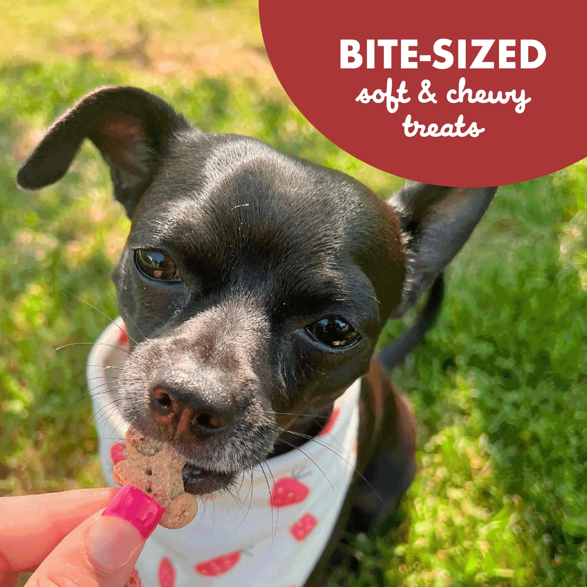 Buddy Biscuits Softies Soft & Chewy Grain Free Dog Treats, Beef, 5 oz. Bag