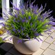 thumbnail image 1 of Plantas artificiales Ammyoo, hierba sintética para monos, resistente a los rayos UV, 1 of 8