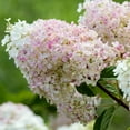 thumbnail image 4 of 3 Gal. Strawberry Sundae Hydrangea Flowering Shrub  - 1 plant per offer, 4 of 5