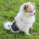 thumbnail image 5 of Pañal lavable para perros - Envoltura abdominal lavable para perros, 5 of 5