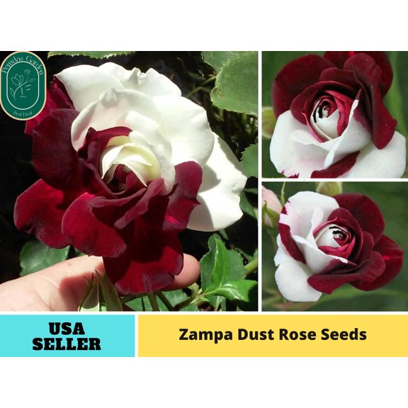 30  Seeds| Zampa Dust Rose Perennial Flower Rose - Authentic Seeds - Perennial~GMO Free~~Flower seeds ~ Asian Garden~ B5G1#1064