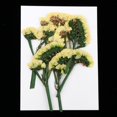 thumbnail image 2 of 10 Piezas Hojas de Flores Prensadas Secas Reales Perfecl Manualidades, 2 of 8