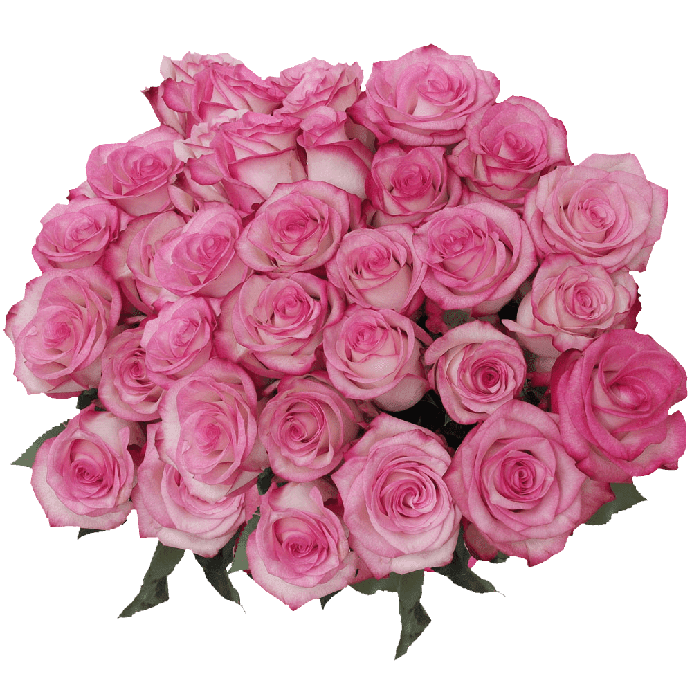 75 Stems of Pink Paloma Roses- Fresh Flower Delivery - Walmart.com ...