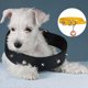 thumbnail image 3 of Greeniant Collar de perro, collares de gato de tamaño compacto multicolor, placa de identificación de cachorro grande, diseño bonito y ligero, Suministros para perros, 3 of 6