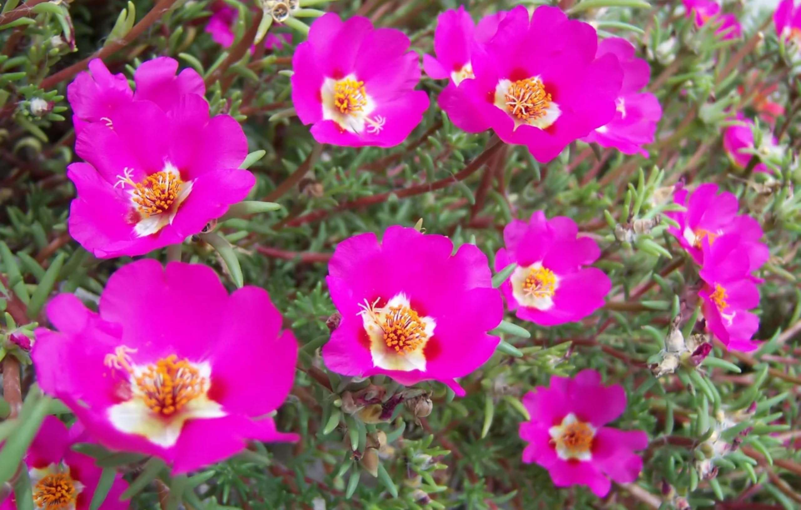 Purslane Hot Pink | 3 Live Plants | Portulaca grandiflora | Bright Pink Succulent Flowers | Spreading Ground Cover for Sunny Spaces