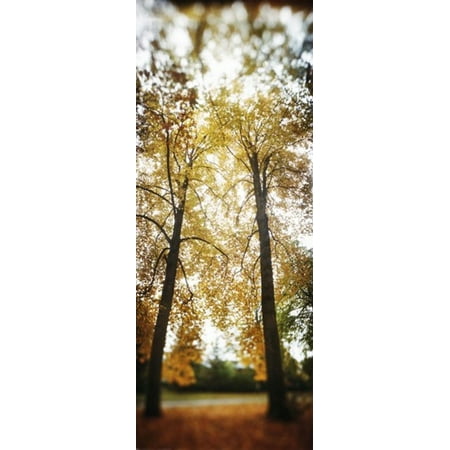 Autumn trees in a park Volunteer Park Capitol Hill Seattle King County Washington State USA Poster (Best Parks In Seattle)