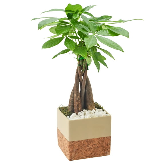 Arcadia Garden Products Live Money Tree in 4.5" Cork Pot Square, Tan