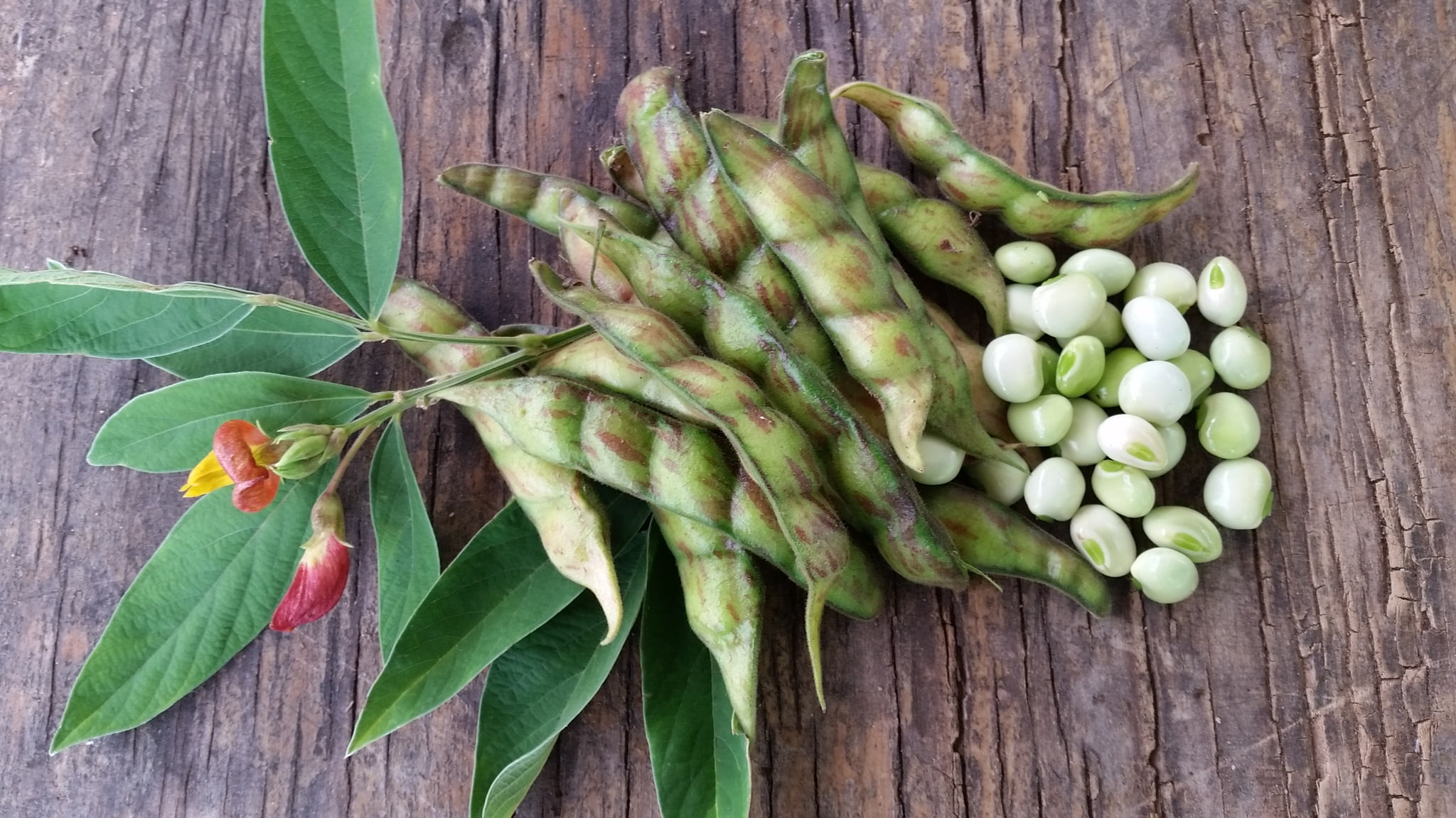 Desde Mi Huerto Pigeon Peas Organic Seeds