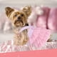 thumbnail image 5 of Vestido de princesa para cachorro, 2 paquetes, de malla a rayas, con lazo y tutú para perros pequeños y niñas., 5 of 7