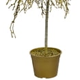 thumbnail image 2 of CMI 3.75' Unlit Artificial Christmas Tree Potted Gold Crystallized Glitter Mirrors and Beads, 2 of 3