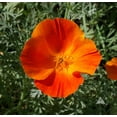 thumbnail image 3 of Mikado California Poppy Seeds - Eschscholzia californica, Non-GMO, 200 Seeds, Vibrant Annual Flower for Gardens & Wildflower Meadows, 3 of 5