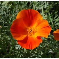 Mikado California Poppy Seeds - Eschscholzia californica, Non-GMO, 500 Seeds, Vibrant Annual Flower for Gardens & Wildflower Meadows