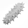 thumbnail image 1 of The Sea Cucumber Relieves Stress Toy Physiotherapy Releases Stress, 1 of 1