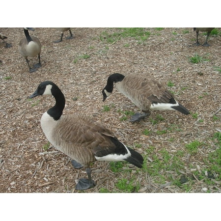 laminated poster animals geese