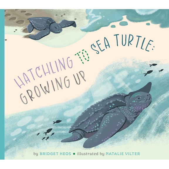 Hatchling to Sea Turtle: Growing Up, (Paperback)
