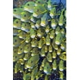 thumbnail image 2 of Shimlock, Jones 11x14 Gold Ornate Wood Framed with Double Matting Museum Art Print Titled - Sweetlip fish, Raja Ampat, Papua, Indonesia, 2 of 4