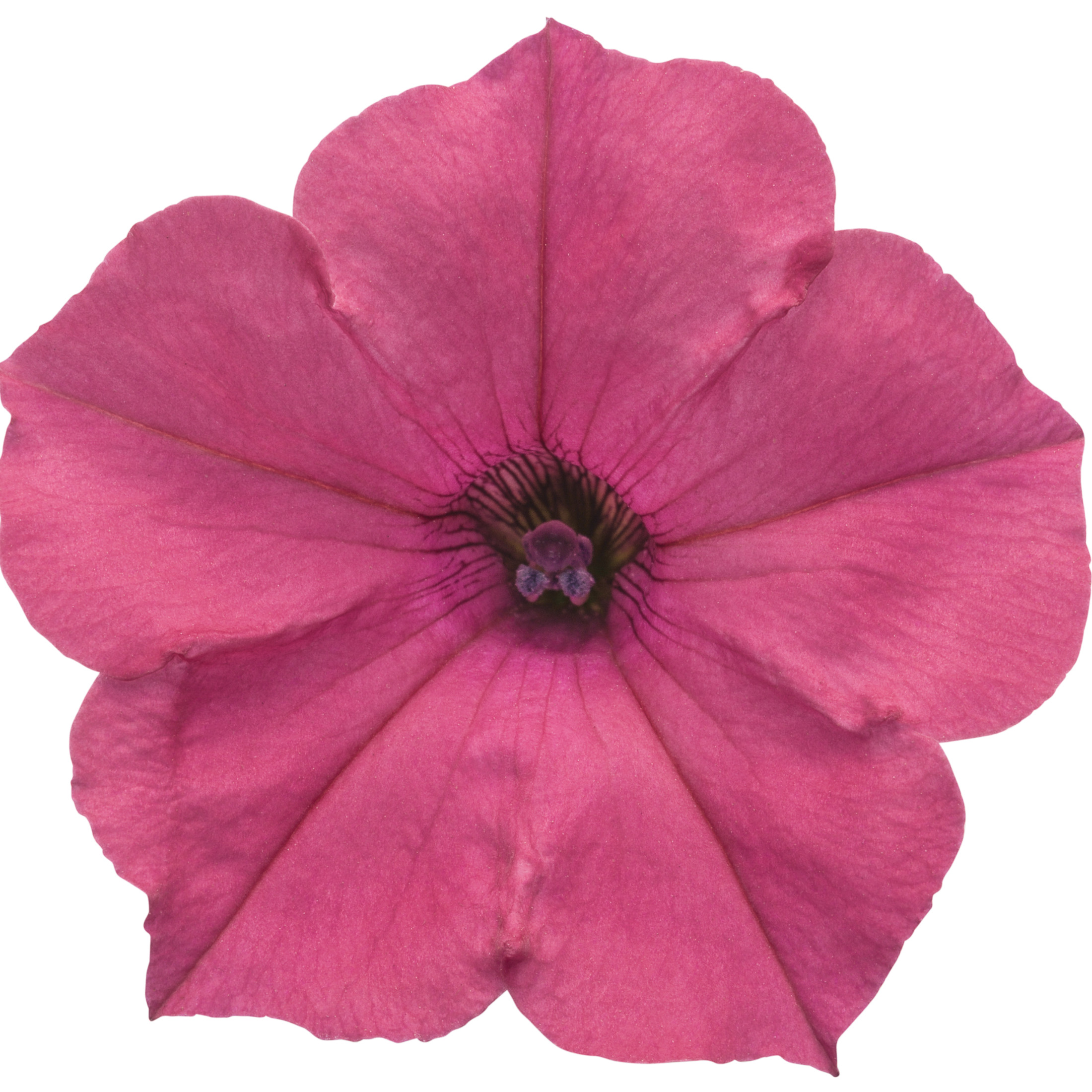 Proven Winners 4" Pink Supertunia Vista Fuchsia Petunia Live Plant in 4.25" Pot (4 Count)