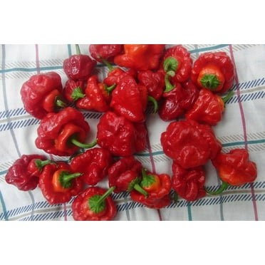 Jamaican Red Scotch Bonnet Hot Pepper Plant - 2.5" Pot