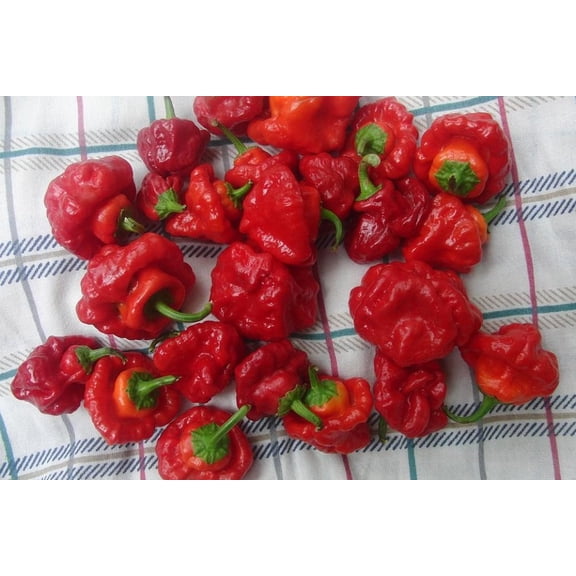 Jamaican Hot Red Scotch Bonnet Pepper Plant - 4" Pot