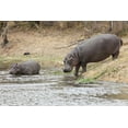 thumbnail image 2 of Lord, Fred 24x17 White Modern Wood Framed Museum Art Print Titled - South Africa Adult and juvenile hippopotamus, 2 of 4