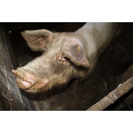 Old Fashioned Ham - Canvas Print Ham Animals Old House Field Ranch Rural Nature Stretched Canvas 10 x 14