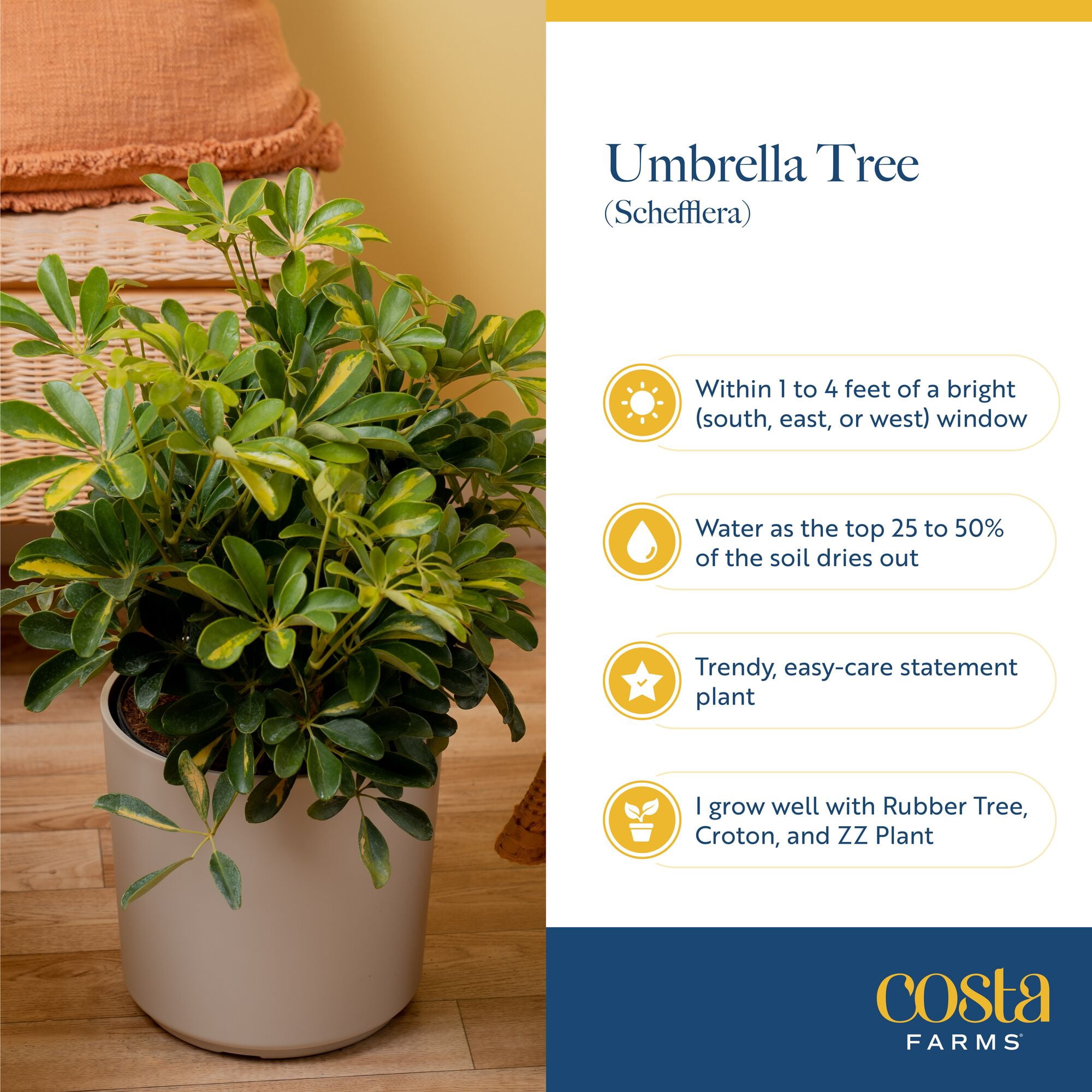 Costa Farms Live Indoor 2ft Schefflera Capella, Grower Pot