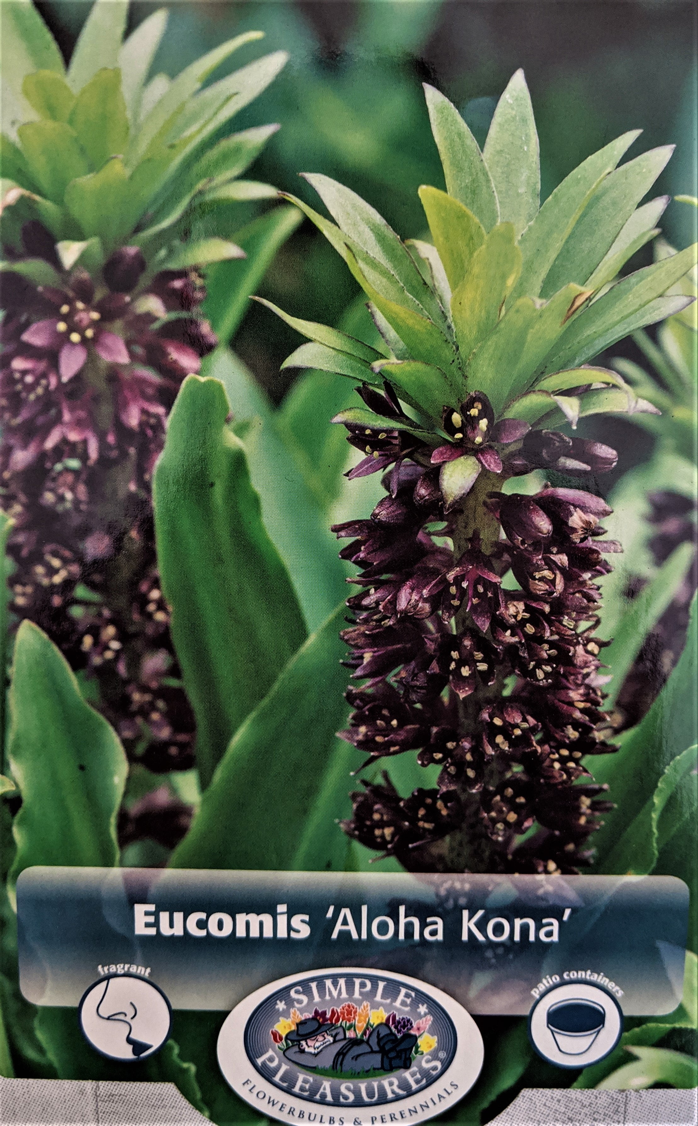 Aloha Kona Pineapple Lily 2 Bulbs 12/14 cm New! Walmart
