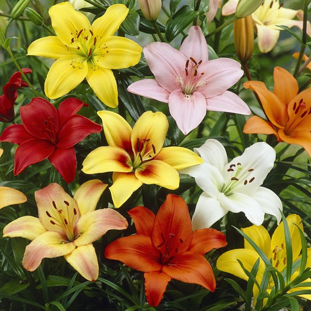 Euroblooms Lily Asiatic Mix, 6 Flower Bulbs