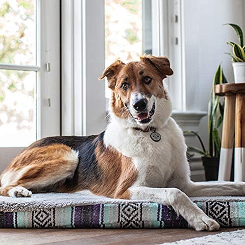 Dog collar tags outlet walmart