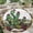 Cactus, variant on Round Rug, Rose Butterfly Soft Washable Carpet, Non-Slip Floor Mat for Living Room Bedroom Home Decor 24 Inch