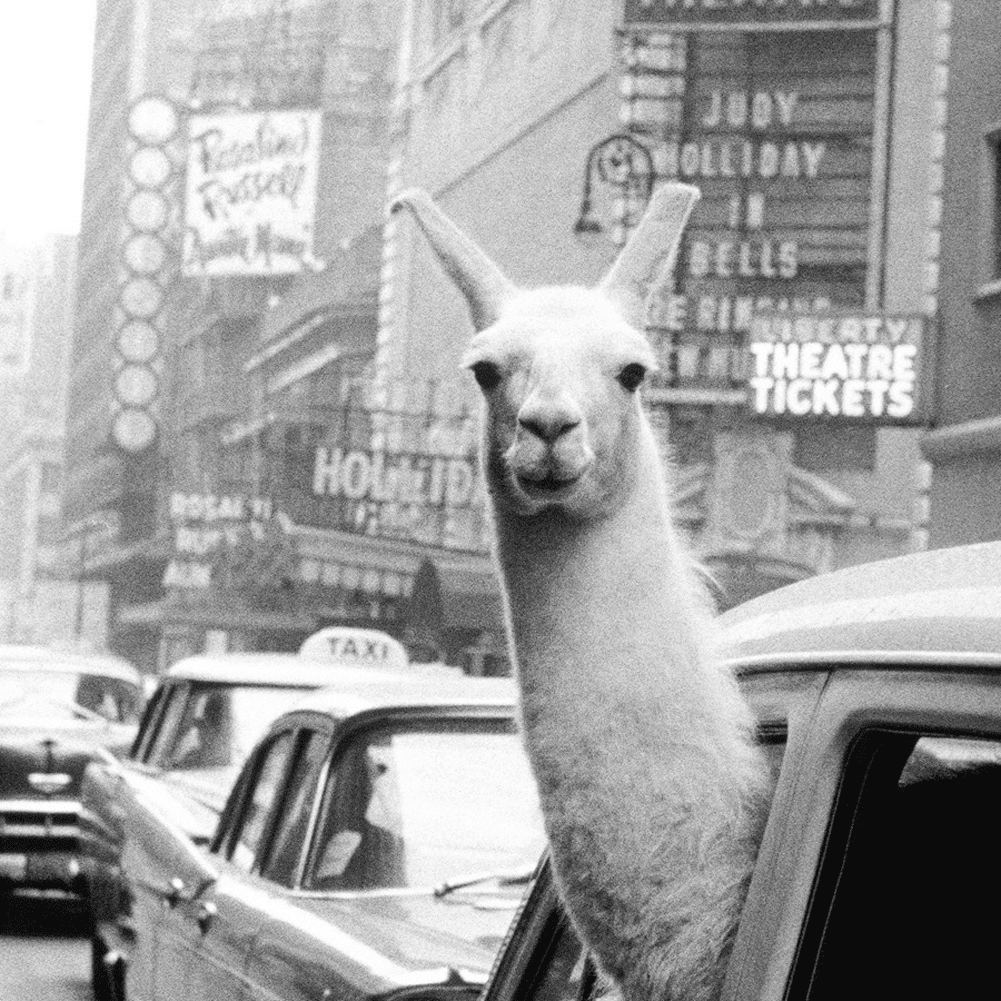 Wall Art Painting On Canvas Funny Llama In A Taxi Wall Decor Novel Llama Painting For Livingroom Bedroom Decoration Framed Painting Ready To Hang Walmart Com Walmart Com